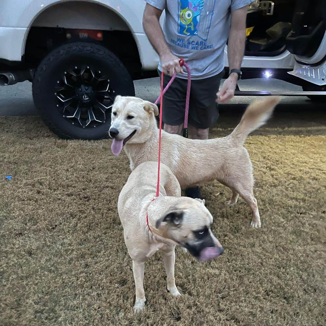 Venus Cat のインスタグラム：「PSA — I found these two in the middle of a busy road with cars narrowly missing them. After running them into someone’s yard (after stopping traffic), I spent about 30 min gaining their trust to get them in my truck. I didn’t have my portable microchip scanner with me so I took them to the local humane society in Gainesville, GA. @humanesocietynega  Thankfully, both dogs were chipped and the information was up to date. The owner was contacted, they were reunited, and are back home safe!! 😺😺 Here’s the PSA - PLEASE microchip your pets! It’s the size of a grain of rice, cheap, and can be done at any time. It could be the difference of whether or not your pet is reunited with you should they accidentally get out. These two took advantage of the saturated grounds here and dug under the fence. Their owner spent the day reinforcing the bottom of the fence with concrete so hopefully they won’t get out again. My truck badly needs an interior detail (Georgia clay all over lol) but it was well worth it for this happy ending! Thank you @humanesocietynega  for your assistance today!! 🐾🐾 #microchip #reunited #dogrescue #animalrescue #lostdog #founddog #microchipyourpets」