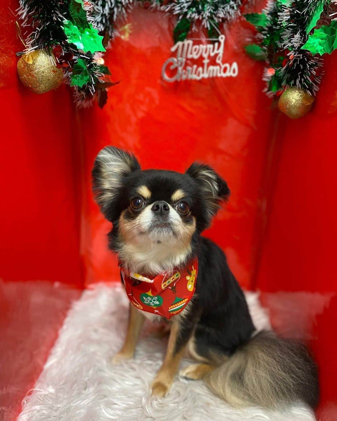 BONGOのインスタグラム：「Xmas仕様にしてもらったよ🎄🖤  いつも僕を可愛がってくれる お姉さん達、有難うございます🌹」