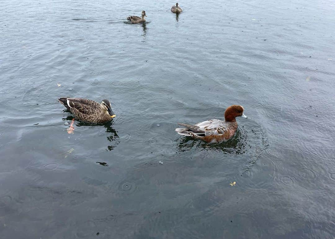 永野芽郁さんのインスタグラム写真 - (永野芽郁Instagram)「・ 秋を感じる時間🍁 もうすっかり寒いけれど🙃笑」12月7日 13時48分 - mei_nagano0924official