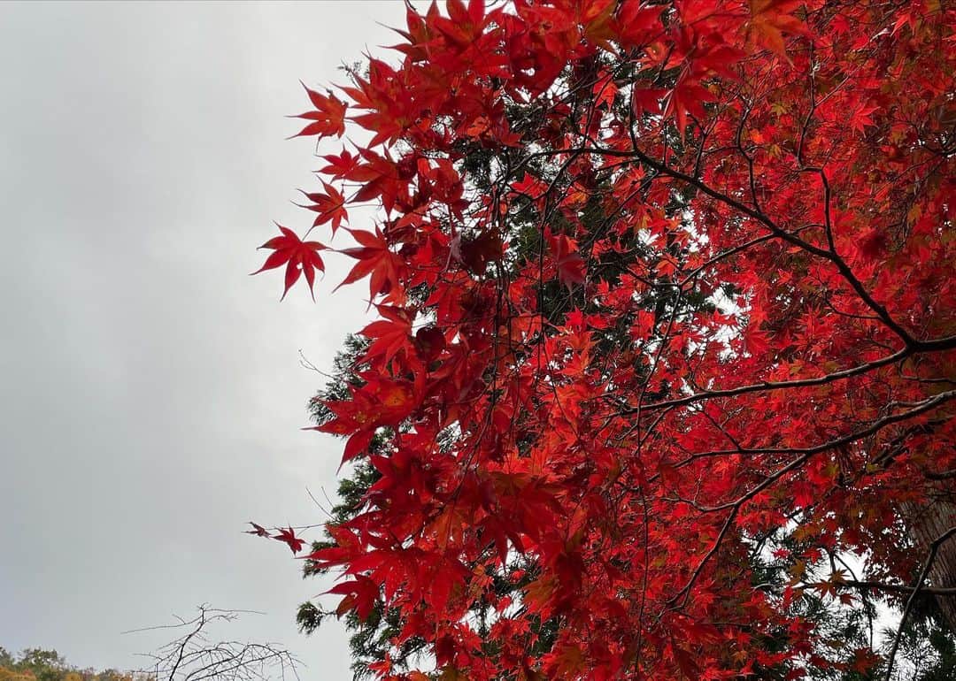 永野芽郁のインスタグラム：「・ 秋を感じる時間🍁 もうすっかり寒いけれど🙃笑」