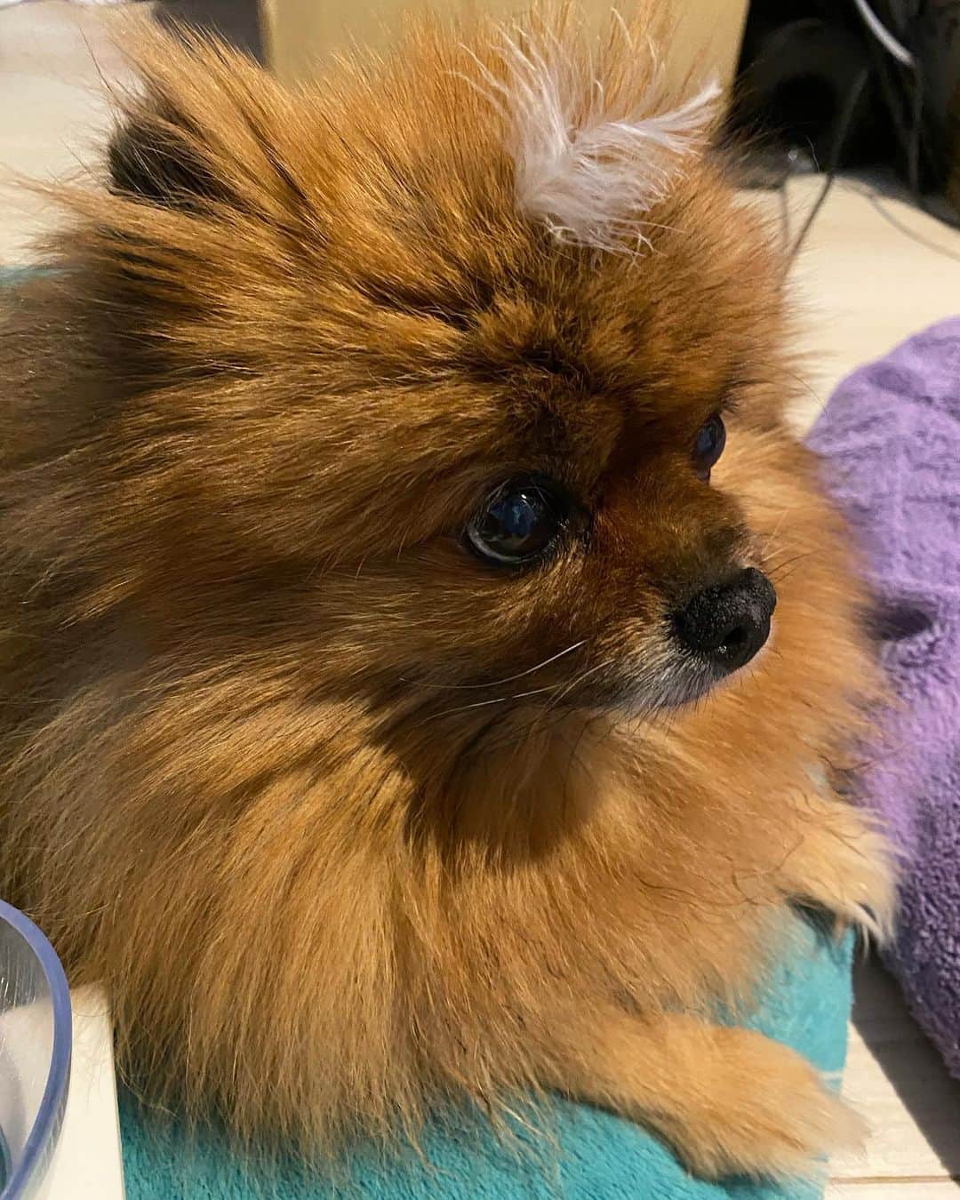 大谷雅恵のインスタグラム