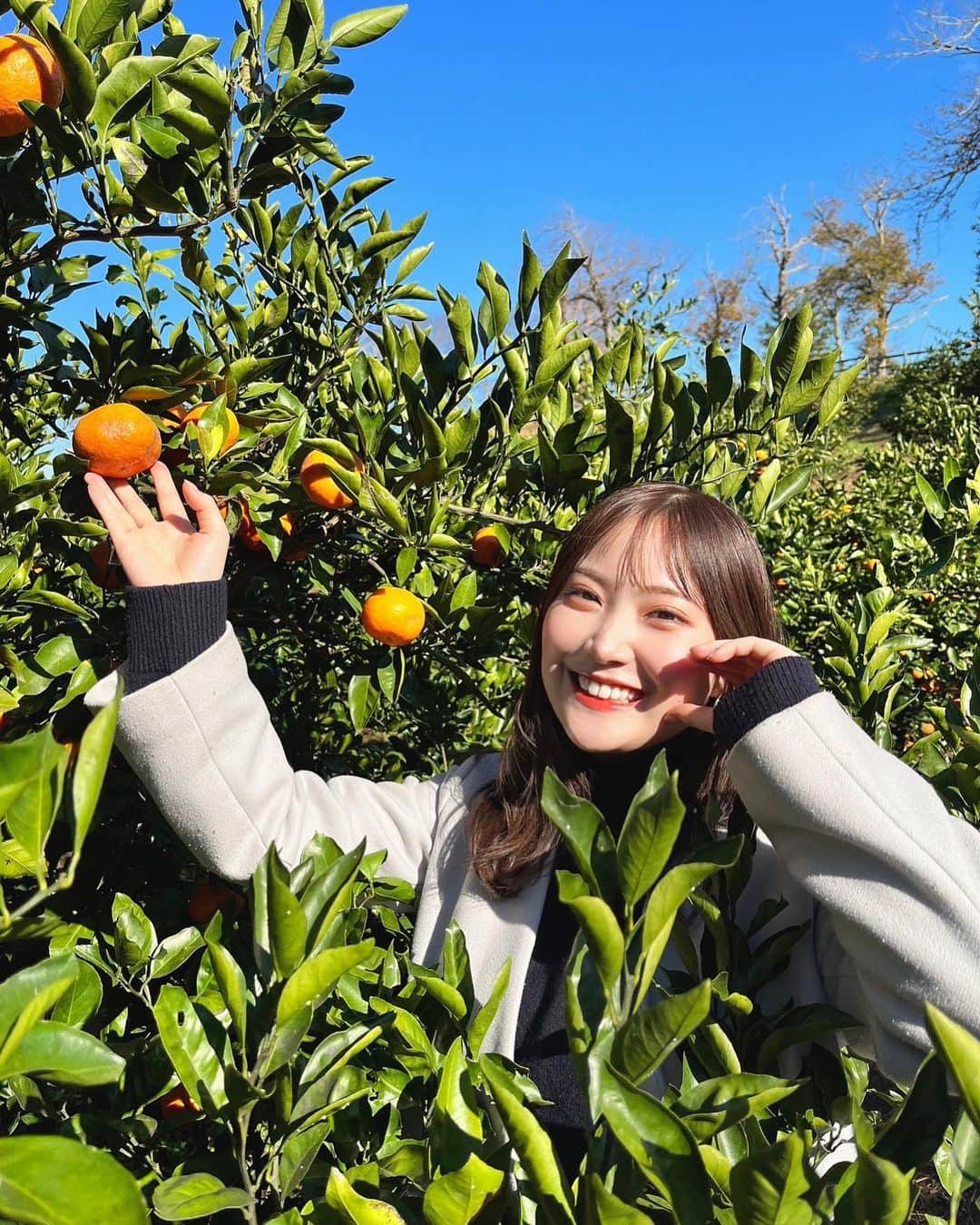 のインスタグラム：「. みかん狩り🍊🍊🍊  お天気に恵まれ 甘みが増したみかんを 堪能しました☺️  あまーくてジューシーで 美味しかったです💓  年末年始みかんが手放せないですね✨  #色が濃くて #小さめが #美味しいみたいです🍊 #ドイツ村 #イルミネーションも見てみたいなあ . . . .」