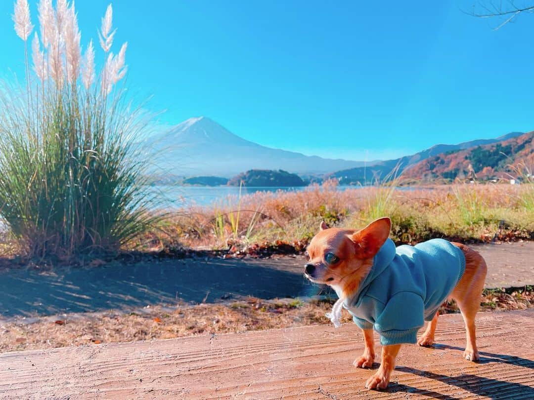 白石陽菜（桜井えりな）さんのインスタグラム写真 - (白石陽菜（桜井えりな）Instagram)「先月山梨に紅葉見に行った時の写真🍁 . 美味しいものいっぱい食べて、綺麗な景色見て、たくさん癒されました✨ . おもちくんモテモテだった🐶」12月7日 18時30分 - haruna__408