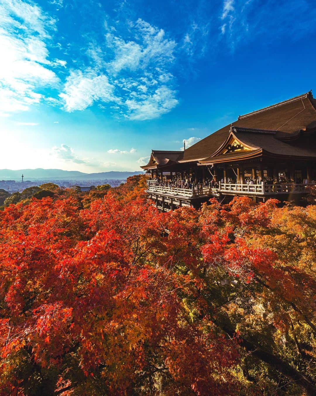 田津原理音のインスタグラム：「なんか紅葉に混じってお寺生えてました！  location:kyoto date:2022.11.17 #答え合わせのしようがないこと言ってくる奴#写真と一言 #広がり同盟  #写真を止めるな #はなまっぷ #私の花の写真 #japan_city_blues #myjapan #jalan_travel #ptk_japan #retrip_nippon #raw_community #jp_gallery #sorakataphoto #s_shot #japan_bestpic_ #japan_great_view #best_photo_japan #art_of_japan_ #nipponpic #tokyocameraclub #love_bestjapan #photogram_archive #japaoonline #nipponpic #total_japan #japan_daytime_view  #as_archive #eosr #ef1635f4l」