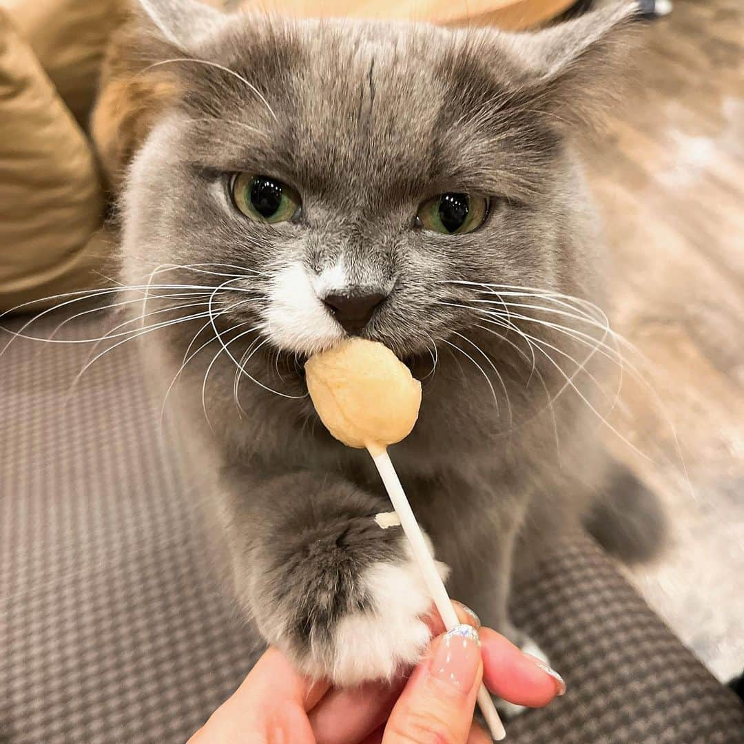 ひなぴーまるさんのインスタグラム写真 - (ひなぴーまるInstagram)「人生初の猫カフェ🐈 @mocha_akihabara 行ってきました！猫に囲まれ空間すぎて動物好きには最高空間🫶😹  #猫カフェmocha #猫カフェ #pr #秋葉原猫カフェ #秋葉原カフェ」12月7日 22時11分 - hinyan33