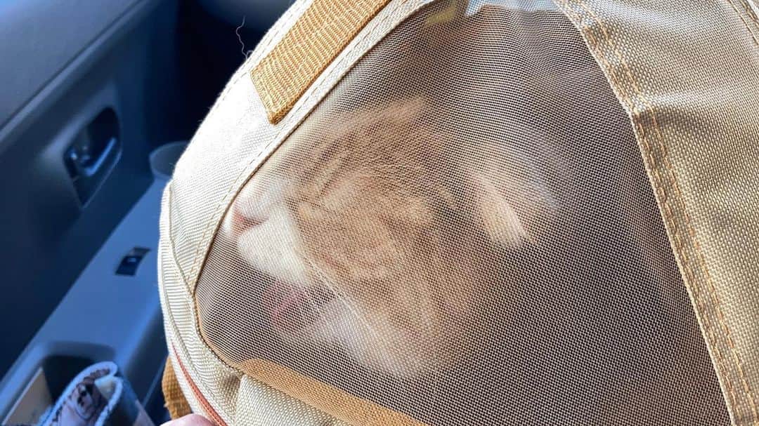 かんちゃんのインスタグラム：「ワクチンで　渋々病院に行って来たにゃ🐾」
