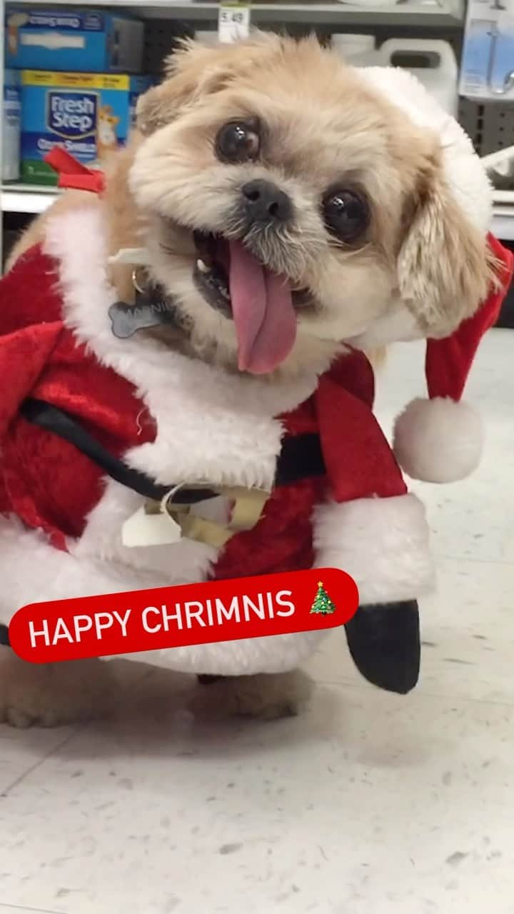 Marnie The Dogのインスタグラム：「Happy Holidays!! ❤️ marnie」