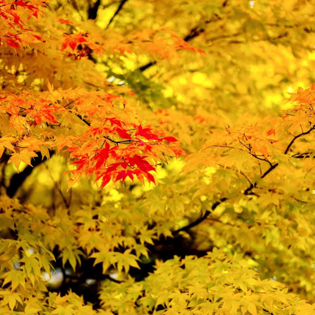 高野進さんのインスタグラム写真 - (高野進Instagram)「まもなく冬。 少し前に撮影した紅葉も懐かしい風景。」12月8日 14時26分 - susumu.takano.21