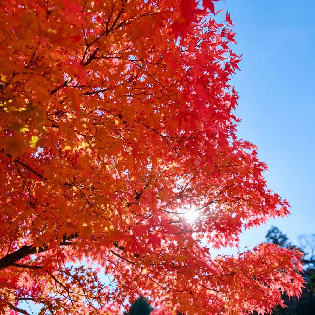 高野進さんのインスタグラム写真 - (高野進Instagram)「まもなく冬。 少し前に撮影した紅葉も懐かしい風景。」12月8日 14時26分 - susumu.takano.21
