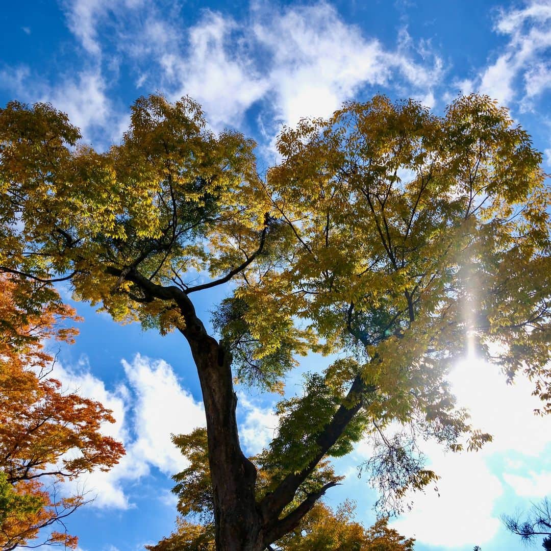 高野進のインスタグラム：「まもなく冬。 少し前に撮影した紅葉も懐かしい風景。」