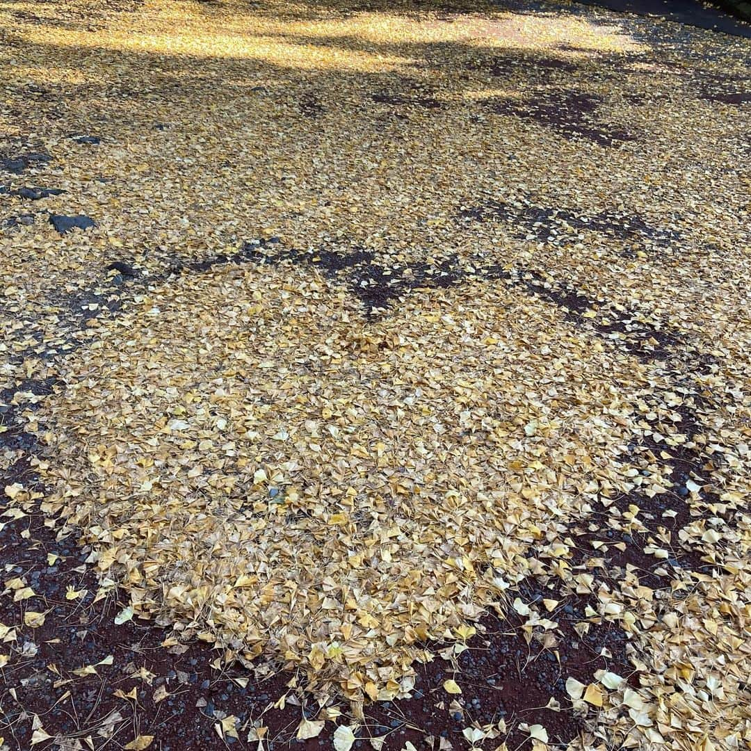 熱海市さんのインスタグラム写真 - (熱海市Instagram)「イチョウの絨毯 イチョウ落ち葉のハート 梅園では黄色、赤、オレンジ、緑のグラデーションが楽しめます！  #イチョウ #イチョウのハート #イチョウのじゅうたん #ハート #もみじ #梅園 #意外と熱海 #熱海市」12月8日 15時39分 - atami_official