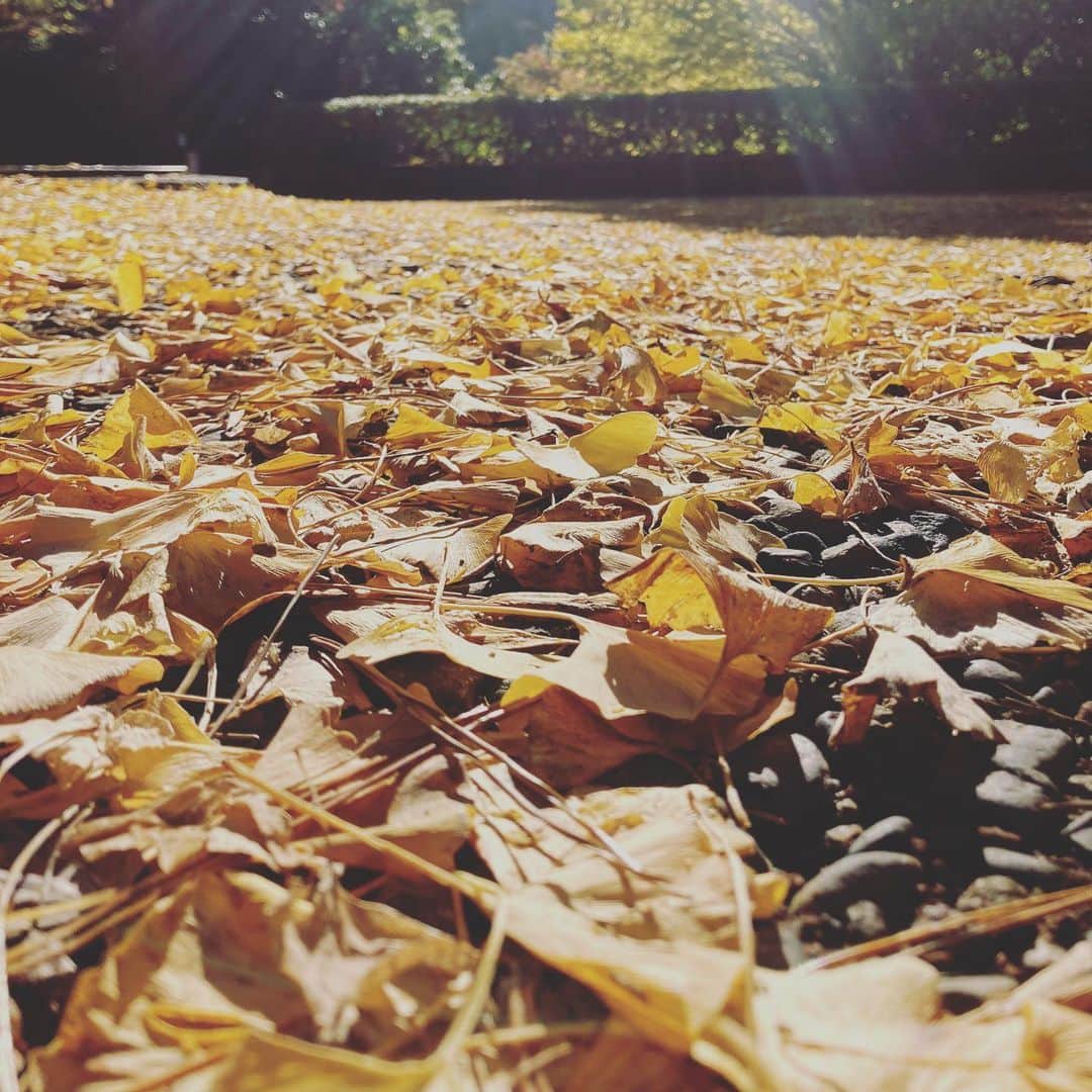 熱海市さんのインスタグラム写真 - (熱海市Instagram)「イチョウの絨毯 イチョウ落ち葉のハート 梅園では黄色、赤、オレンジ、緑のグラデーションが楽しめます！  #イチョウ #イチョウのハート #イチョウのじゅうたん #ハート #もみじ #梅園 #意外と熱海 #熱海市」12月8日 15時39分 - atami_official