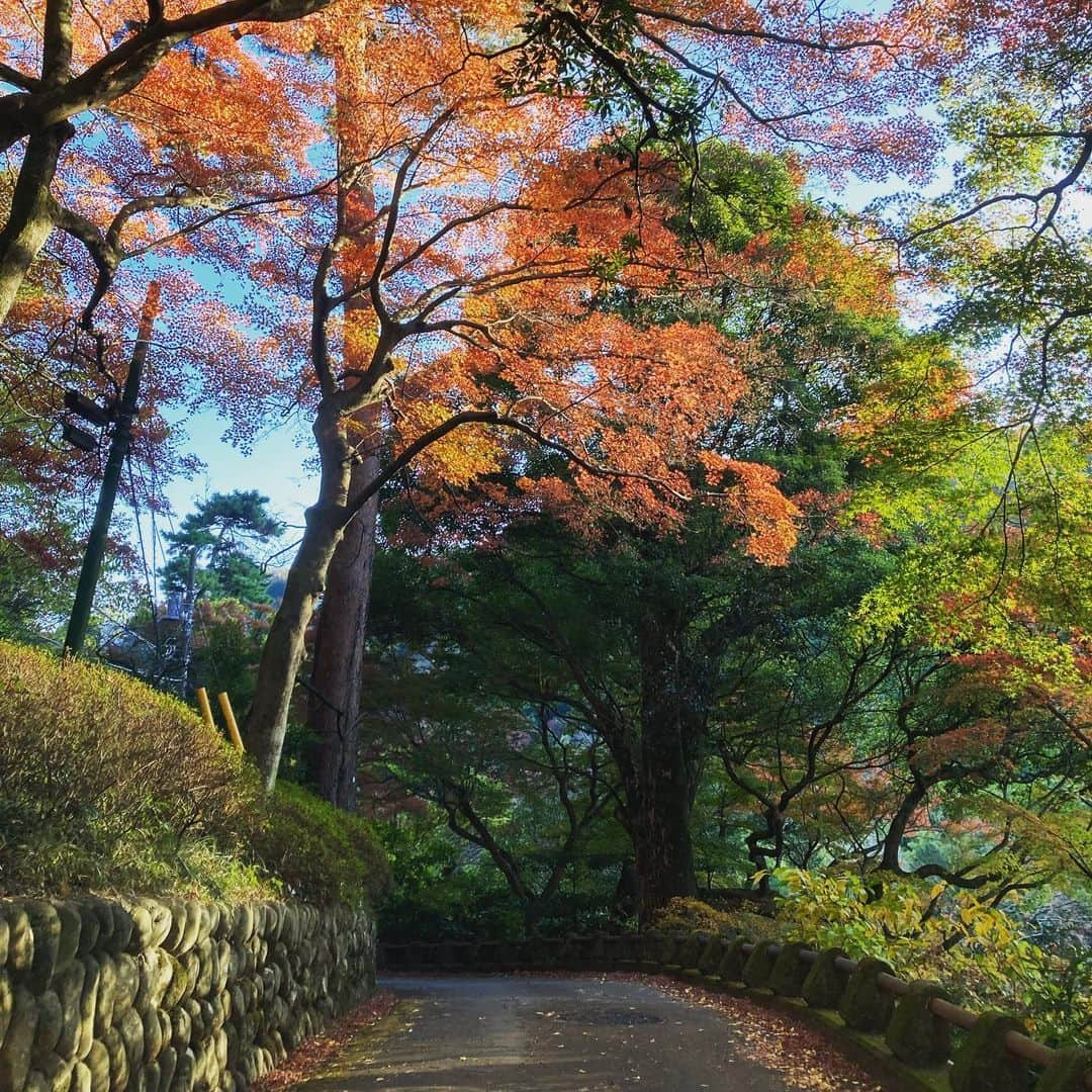 熱海市さんのインスタグラム写真 - (熱海市Instagram)「イチョウの絨毯 イチョウ落ち葉のハート 梅園では黄色、赤、オレンジ、緑のグラデーションが楽しめます！  #イチョウ #イチョウのハート #イチョウのじゅうたん #ハート #もみじ #梅園 #意外と熱海 #熱海市」12月8日 15時39分 - atami_official