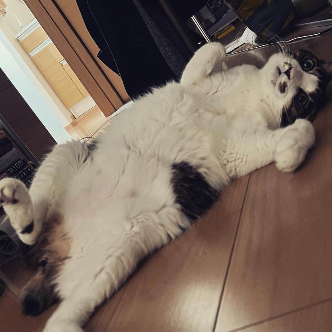 門倉聡のインスタグラム：「ご機嫌じゃね😸 #あさねこ #ゴロゴロねこ #ごきげんねこ #cat」