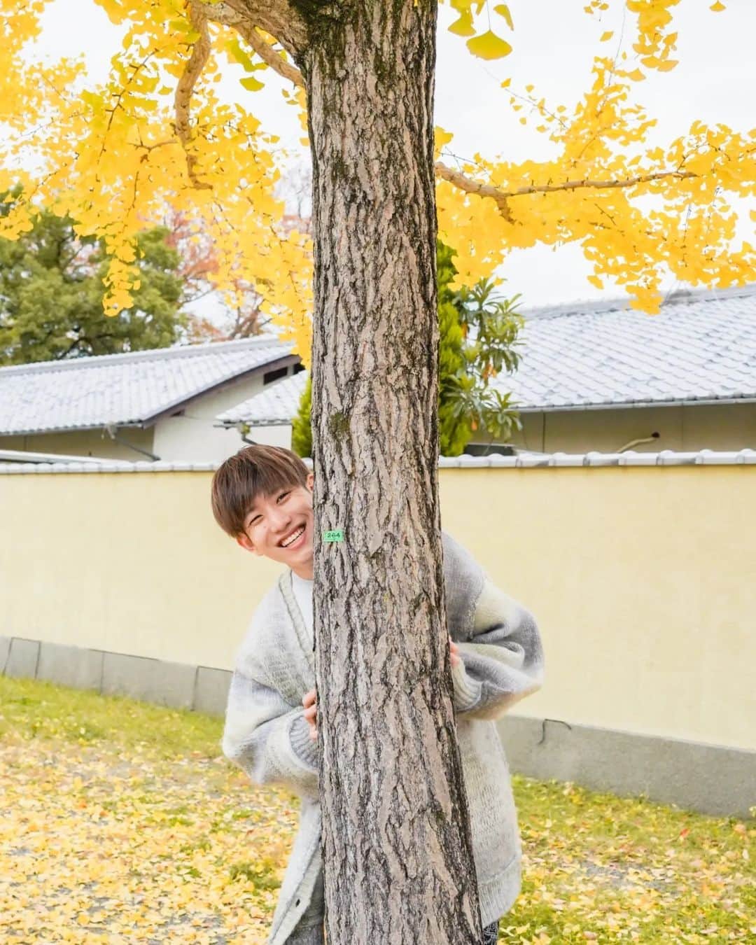 おってぃーさんのインスタグラム写真 - (おってぃーInstagram)「銀杏の大量摂取により中毒を発症するのは小児に多く、成人では少ない。大人の場合かなりの数を摂取しなければ問題はないが、1日5-6粒程度でも中毒になることがあり、特に報告数の70%程度が5歳未満の小児である。小児では7個以上、大人では40個以上の摂取で発症するとされる。 #いんてぐらむ」12月8日 17時31分 - ot_integram