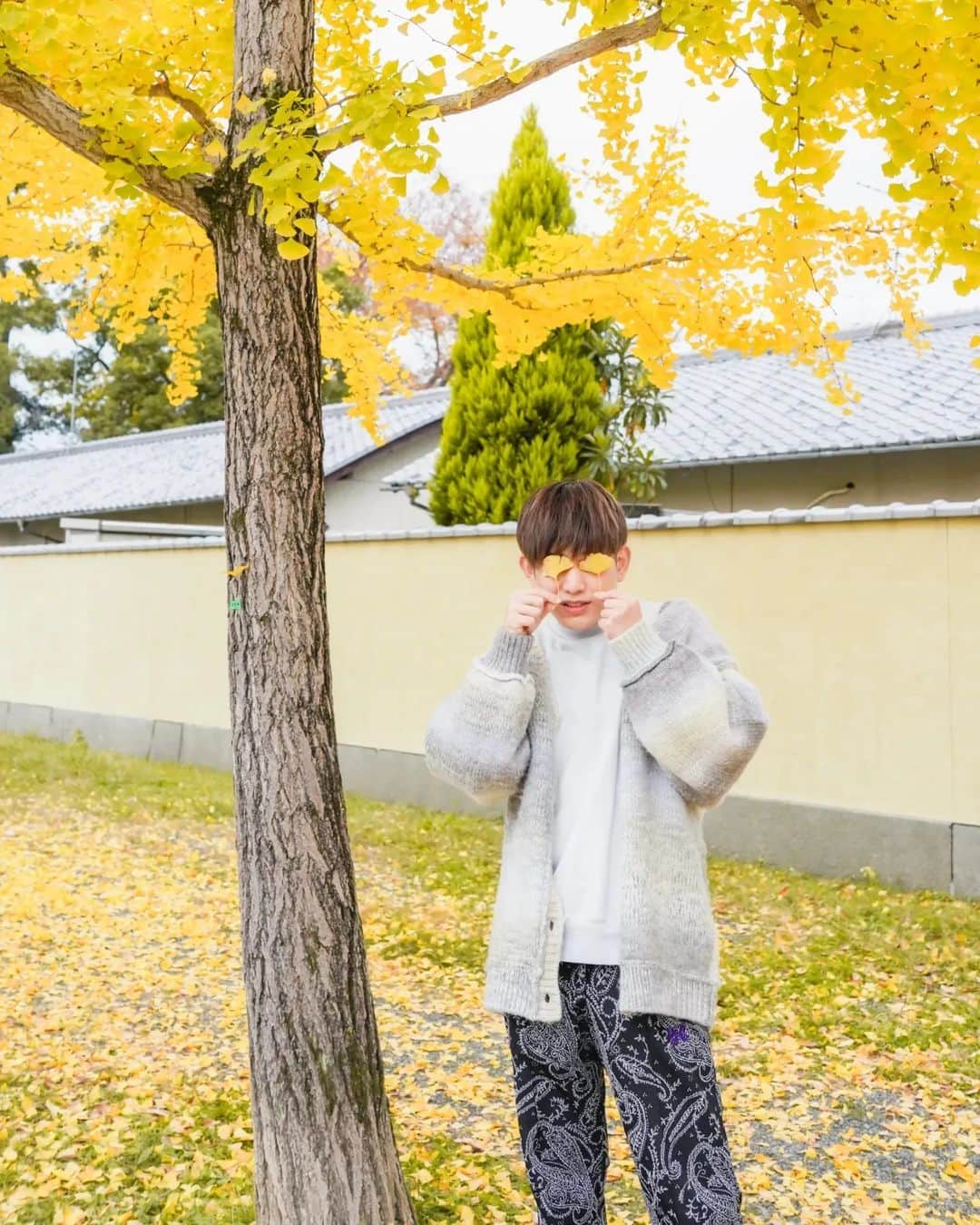 おってぃーさんのインスタグラム写真 - (おってぃーInstagram)「銀杏の大量摂取により中毒を発症するのは小児に多く、成人では少ない。大人の場合かなりの数を摂取しなければ問題はないが、1日5-6粒程度でも中毒になることがあり、特に報告数の70%程度が5歳未満の小児である。小児では7個以上、大人では40個以上の摂取で発症するとされる。 #いんてぐらむ」12月8日 17時31分 - ot_integram
