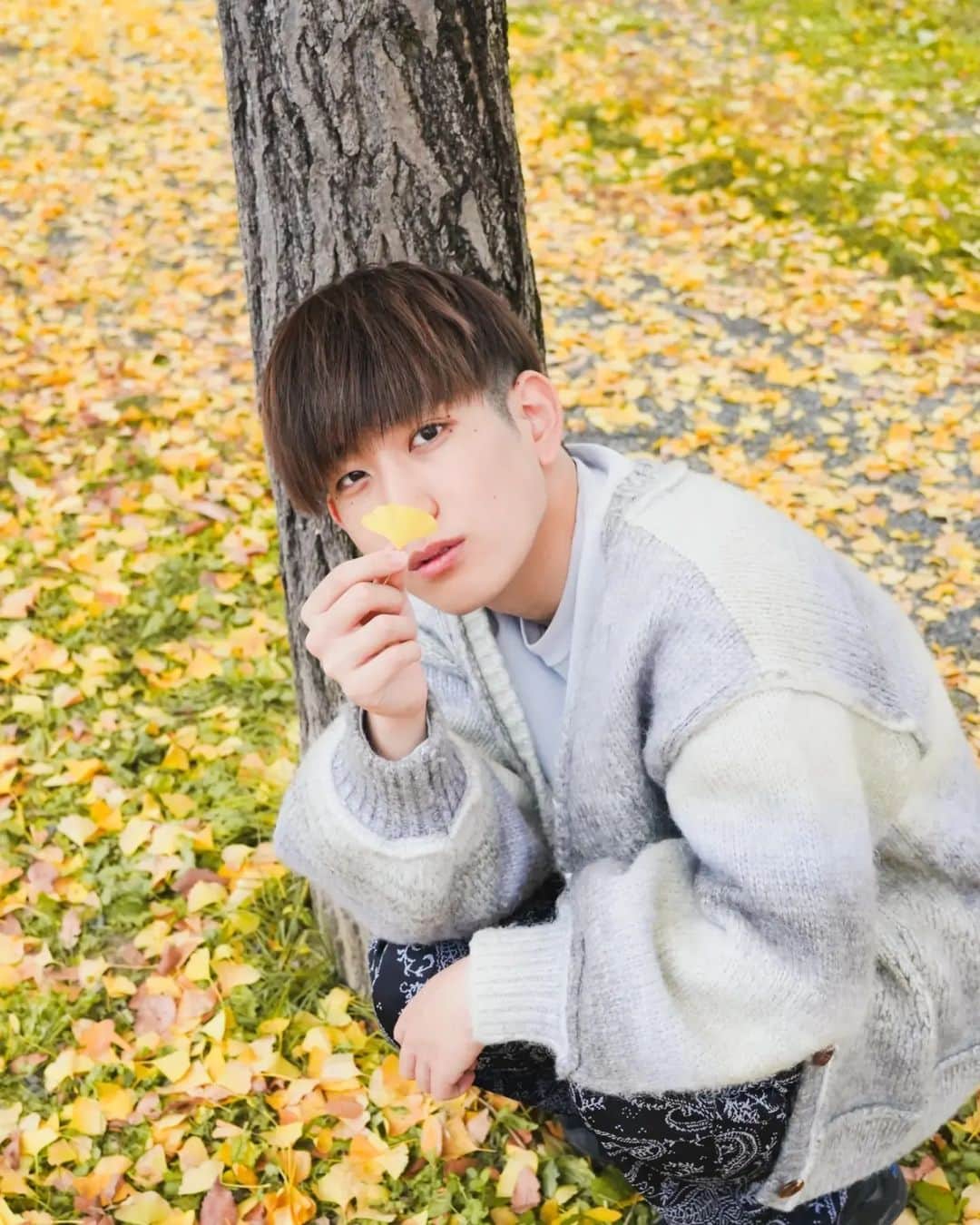 おってぃーさんのインスタグラム写真 - (おってぃーInstagram)「銀杏の大量摂取により中毒を発症するのは小児に多く、成人では少ない。大人の場合かなりの数を摂取しなければ問題はないが、1日5-6粒程度でも中毒になることがあり、特に報告数の70%程度が5歳未満の小児である。小児では7個以上、大人では40個以上の摂取で発症するとされる。 #いんてぐらむ」12月8日 17時31分 - ot_integram