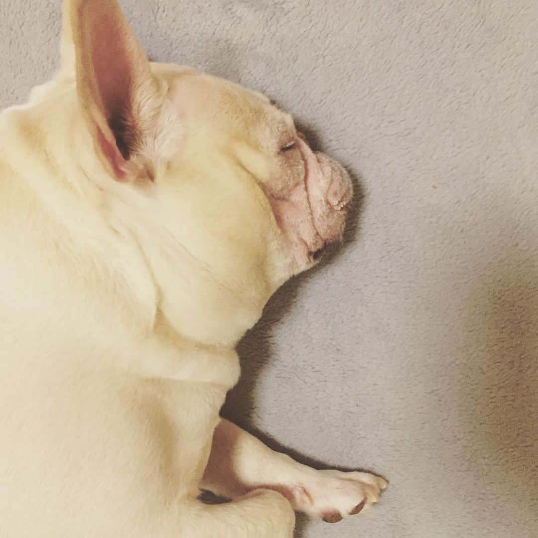 外村久美子さんのインスタグラム写真 - (外村久美子Instagram)「・ #おぃちゃん #frenchbulldog」12月8日 18時04分 - kummy153
