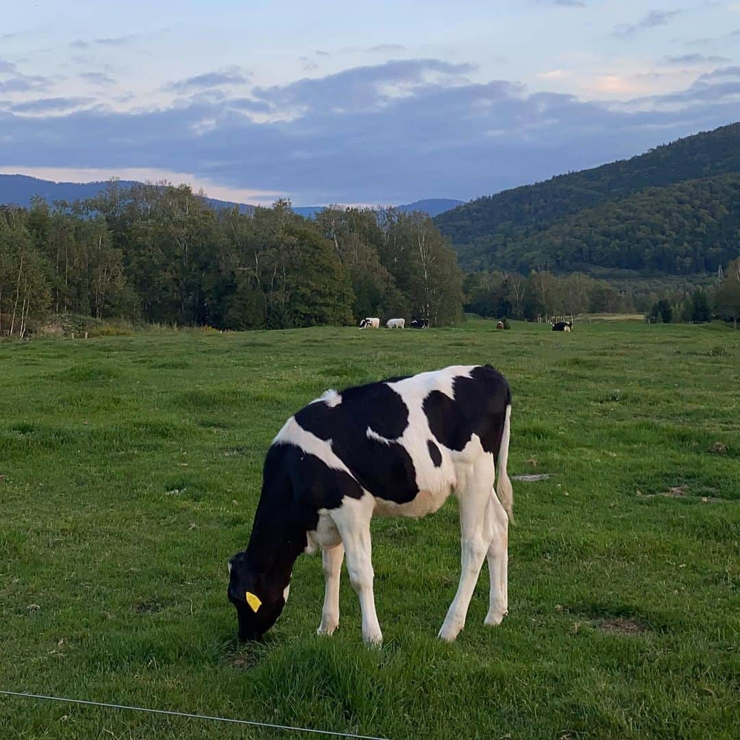 湯浅なるせさんのインスタグラム写真 - (湯浅なるせInstagram)「🐮🤍」12月8日 18時40分 - naaase