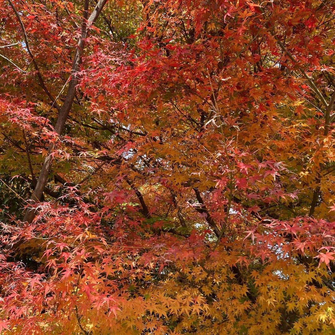 美坂理恵さんのインスタグラム写真 - (美坂理恵Instagram)「. 先日のこと。 秋の京都へ✈︎  レトロな近代建築が並ぶ三条通りをぷらぷら街歩き。 伝統と革新が融合し生まれ変わった新風館がとても素敵で、新旧の京都を堪能できました♡  紅葉もギリギリ間に合いました🍁  #京都旅 #紅葉 #新風館 #子連れ旅行」12月8日 18時40分 - misakarie
