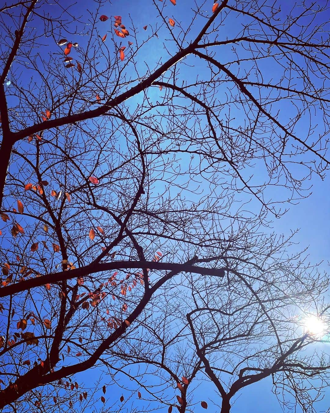 村川絵梨のインスタグラム：「冬の晴天、好き。  8月〜10月まで世紀末ウィーンの世界にいて、先月から1960年代のアメリカにいます(お芝居で)🎶 気づいたら年越しそうでビックリ🫢 夏から投稿していなかったのもビックリ。。  稽古場に向かう道でふと空を見上げて、すっかり冬だなと立ち止まりました🍂  今夜は今年最後の満月だそうですよ🌕」