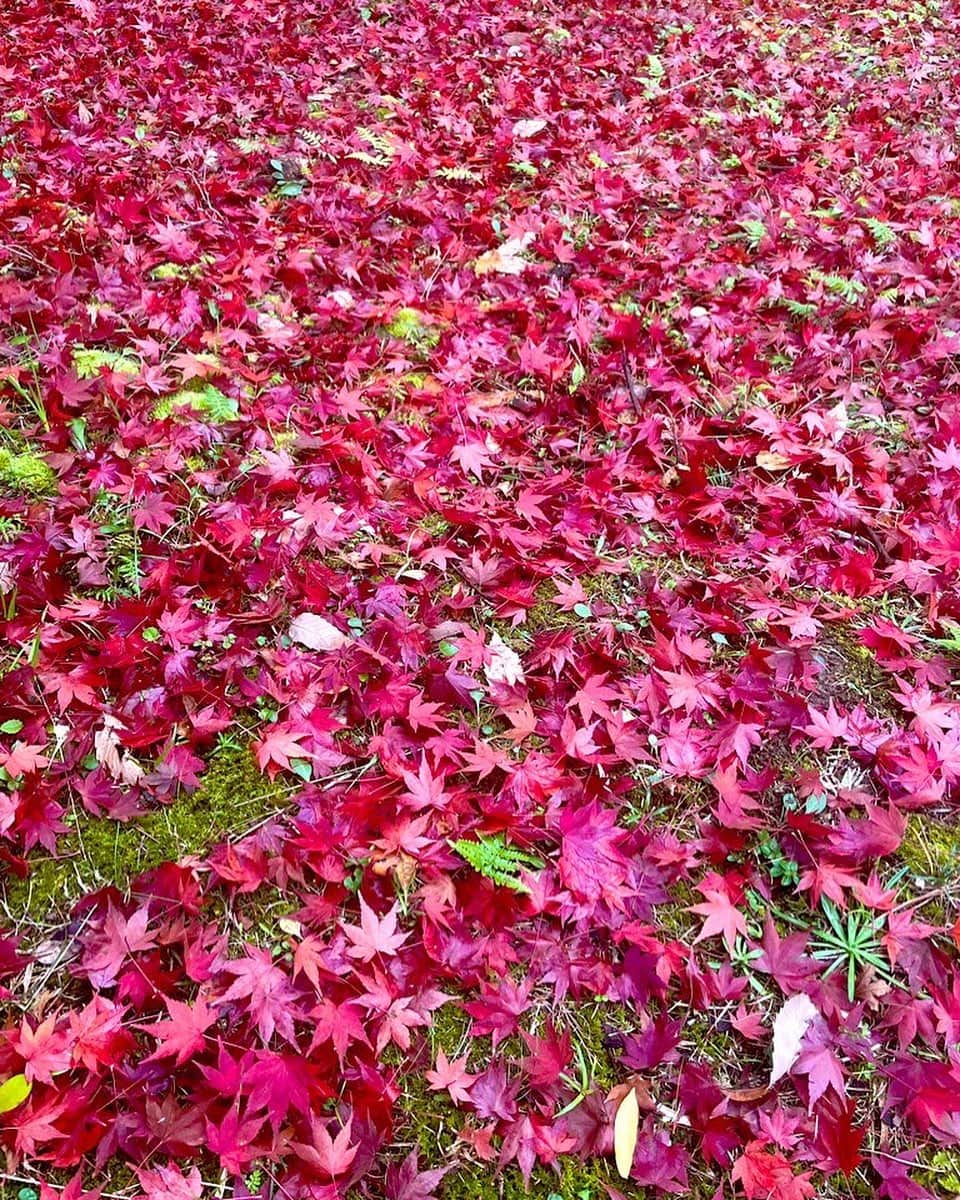 浜口順子さんのインスタグラム写真 - (浜口順子Instagram)「散歩していたらこんな綺麗な絨毯に遭遇しました。 この季節は日々葉っぱの色が変わって 同じ道でも毎日風景が変わって楽しいです🍁 #三重　#みえ　#mie #はまじゅん三重移住生活  #紅葉」12月8日 21時16分 - hamaguchijunko