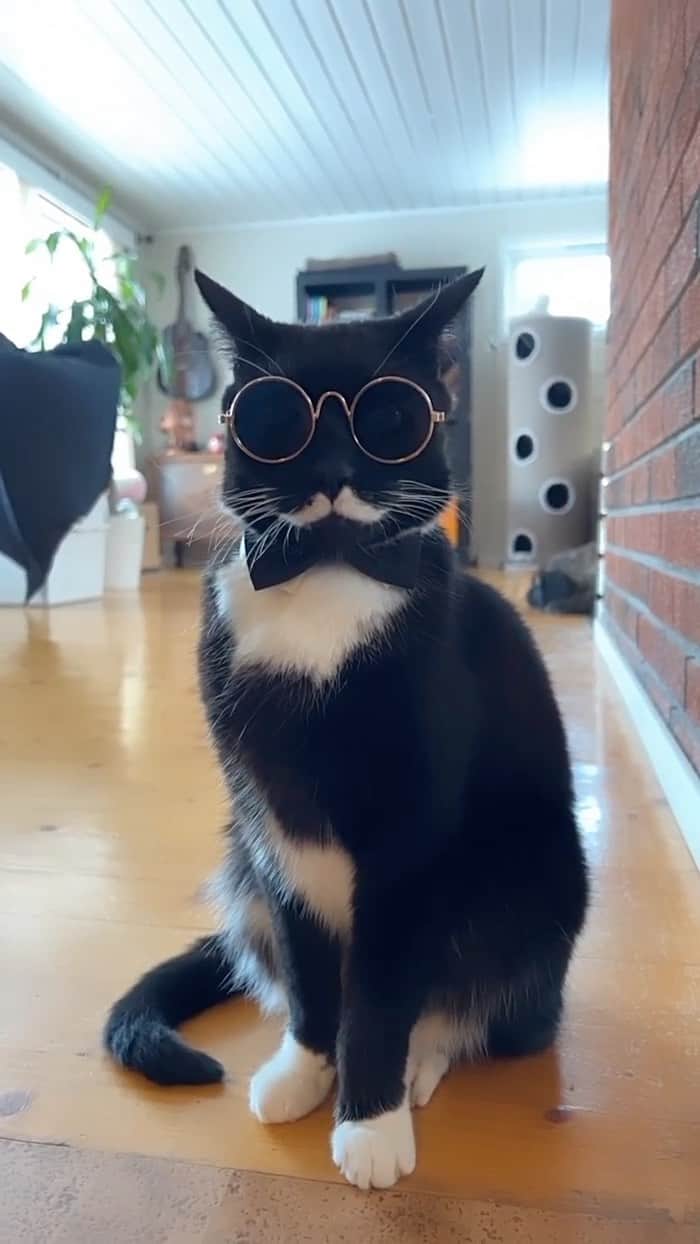 スターリンのインスタグラム
