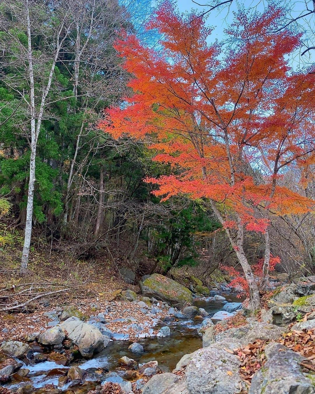 高橋有紀子さんのインスタグラム写真 - (高橋有紀子Instagram)「* 11月上旬、2泊で紅葉キャンプ🏕 @山伏オートキャンプ場 ( @yamabushi_camp )  今回のキャンプ飯のメインは、 牛すじの赤ワイン煮込み キノコたっぷりバター醤油パスタ🍄  ⚫︎川沿いのサイトで、川のせせらぎが良い感じ🍃 ⚫︎12:00チェックイン、11:00チェックアウト ⚫︎ピザ釜あり🍕 ⚫︎水場のお湯は有料 ⚫︎近くに【石割り温泉】あり♨️ ⚫︎スーパーは車で15分くらいのところに【オギノ山中湖店】 ⚫︎車で10分くらいで山中湖越しの富士山観れる🗻  個人的に秋に行きたいキャンプ場でした🍁(冬は休業)  #camping #outdoor #snowpeak #coleman #gordonmiller #barebones #deliboy #oldtoyota #vanlife #deliboy_club  #キャンプ #キャンプ飯 #紅葉キャンプ #山伏オートキャンプ場 #道志 #アウトドア #デリボーイ #スノーピーク #ランドロック #ランドロックアイボリー #コールマン #ゴードンミラー #子連れキャンプ #キャンプ場紹介 #富士山 #2022_11_10」12月8日 21時38分 - yukko816