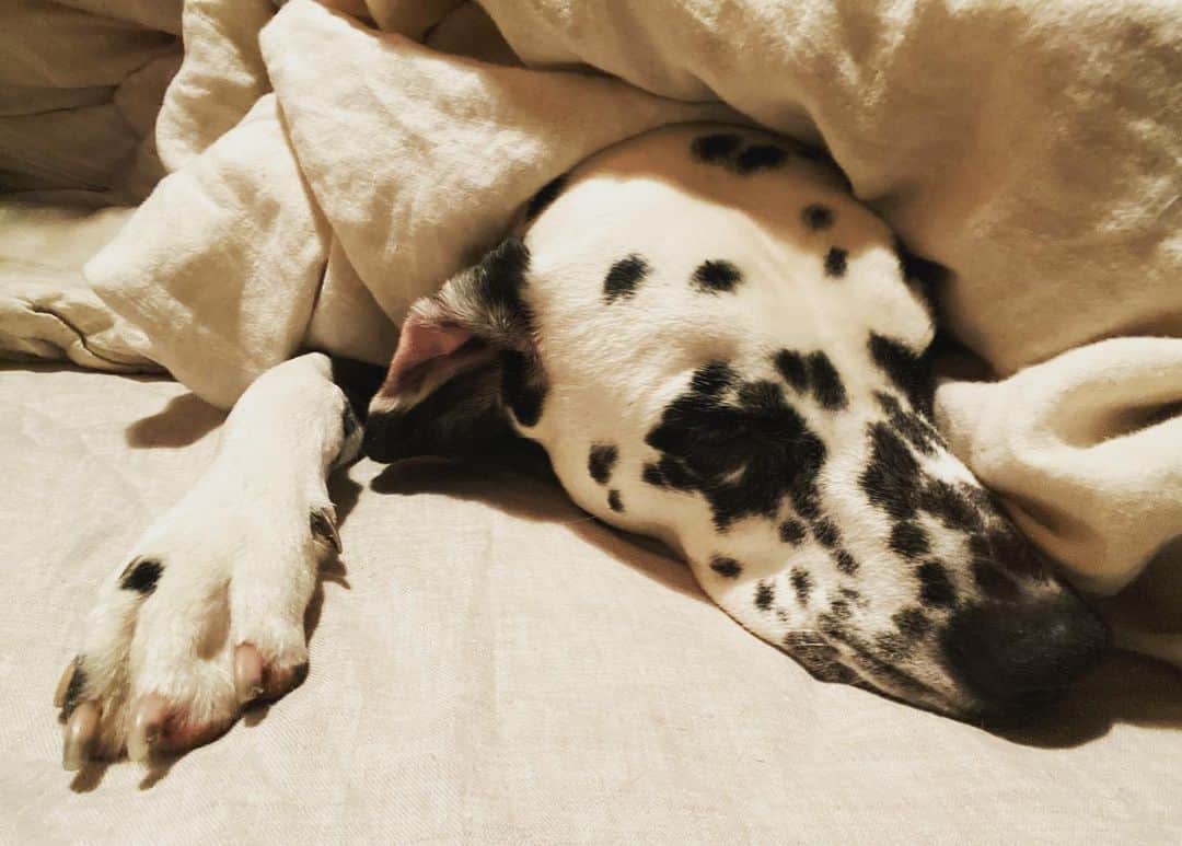 高岡早紀 さんのインスタグラム写真 - (高岡早紀 Instagram)「おやすみ。。   #dalmatian」12月8日 23時28分 - saki_takaoka