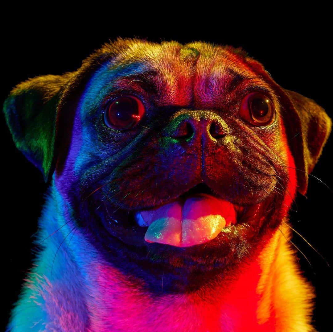 Paul Octaviousのインスタグラム：「This is Thor and when he came in for his portrait he was this happy the whole shoot! 🌈🐶」
