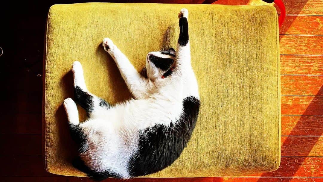 池内万作のインスタグラム：「ねおっさん昼寝中。 かわゆい🤤 #イケウチ家の猫 #ねおっさん」