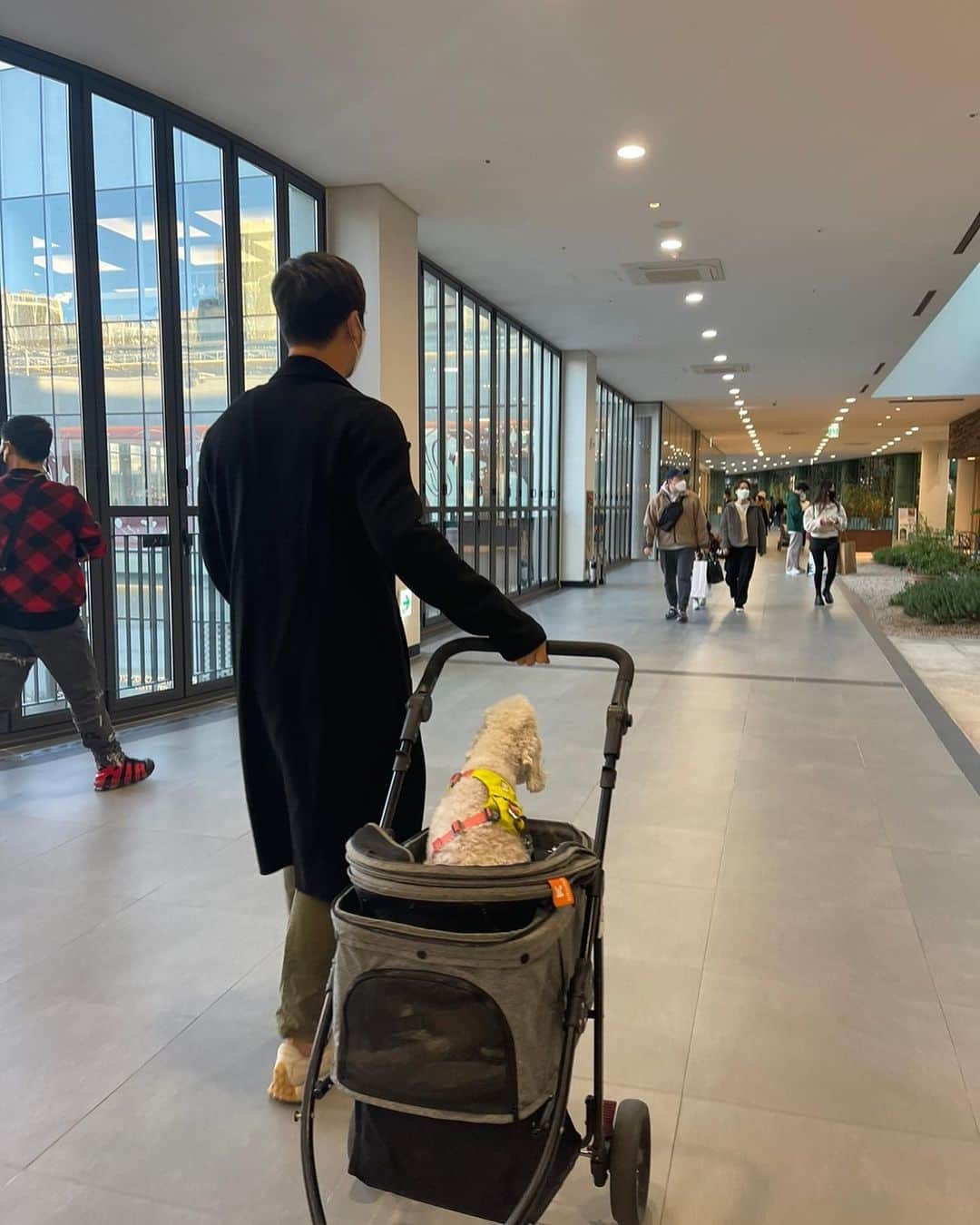 パク・ジュヒョンさんのインスタグラム写真 - (パク・ジュヒョンInstagram)「딱히 할 필요 없었던 개모차투어 #베들링턴테리어」12月9日 13時36分 - qkrwngud