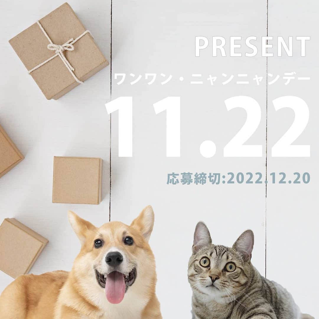 Petioのインスタグラム：「\Thanks Pets Day💛プレゼント企画のお知らせ/  大変お待たせいたしました！！  11月22日ワンワン•ニャンニャンデーの Insta LIVE紹介したPetio2022AWの人気注目アイテムをランダムで12名様にプレゼント🎁  応募方法は簡単2STEP✨ ①@petio_ をフォロー🤝 ②「わんちゃん」or「ねこちゃん」どちらのアイテムが欲しいかコメント✏️  💡@petio_ をメンションしてキャンペーンを拡散していただくと当選確率UP！  応募締切は2022.12.20  期間は短いですが、みなさんのたくさんのご応募お待ちしています🎁✨  #petio #ペティオ  #プレゼント企画 #プレゼントキャンペーン  #present #thankspetsday #うちの子  #いぬ #犬 #イヌ #わんこ #ねこ #猫 #ネコ #にゃんこ #応募 #わんこグッズ #にゃんこグッズ #おすすめ」