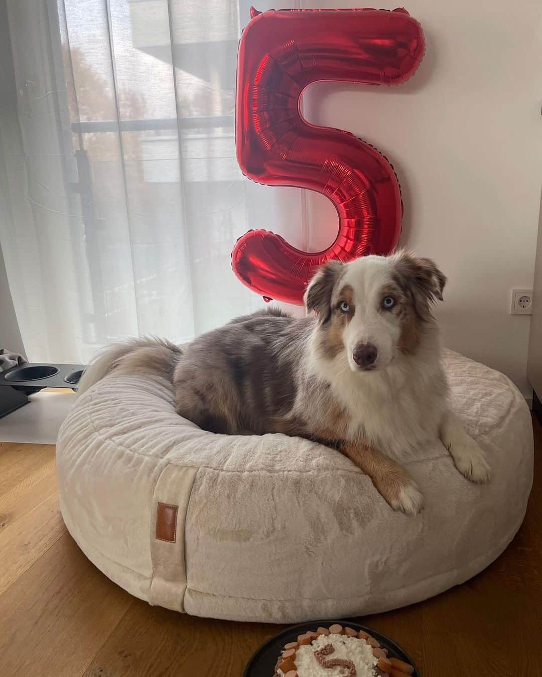 ドミニク・ハインツのインスタグラム：「Happy Birthday best Buddy🐶🎉 Unser liebender und treuer Lebensbegleiter, der uns auch ohne Worte versteht und mit uns durch dick und dünn geht🐶 @mogli_heintzi 🤍」