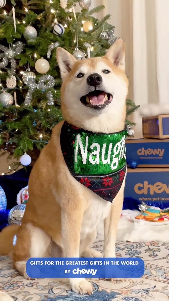 Menswear Dogのインスタグラム：「It’s Holiday Dog Disco Party season 🪩🐾  Celebrate the greatest gifts in the world with gifts from @chewy, your Holiday Pet Destination  #ad #ChewyPartner #ChewyDelivery #ChewyHolidayShop」