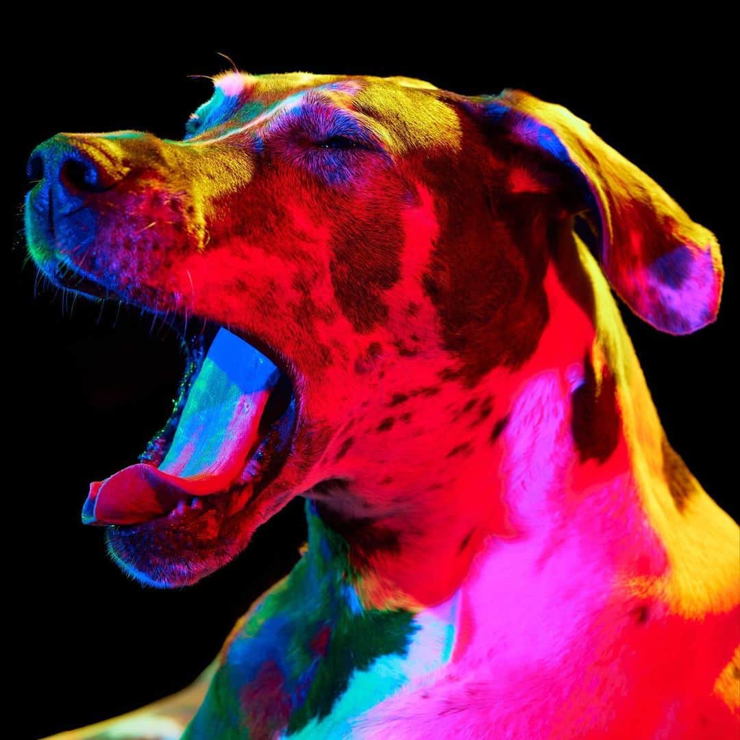 Paul Octaviousのインスタグラム：「Greta the Howlin Great Dane One of the biggest gentle giants to come into the studio to date!   #rescuerainbows」