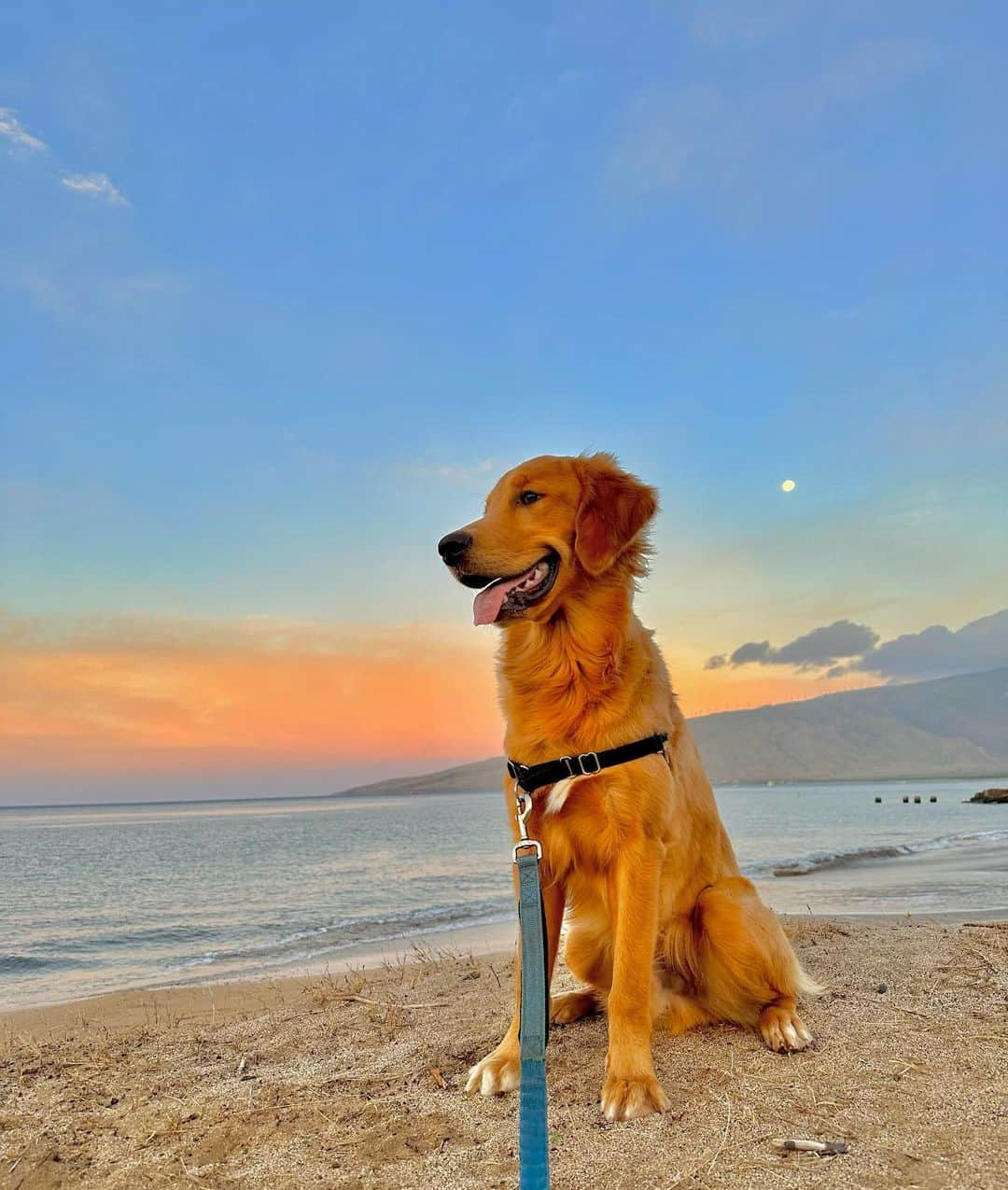 Bodhi & Butters & Bubbahのインスタグラム：「Son & Moon 😍  #bulldogstuff #bulldogstuffbesties #weeklyfluff #dogsofinstagram #igpuppies #puppylove #puppies #puppy #puppylove #golden #puppiesmakemehappy  #goldenretriever #goldenpuppy #cutenessoverload #mauidog #hawaiidog #luckywelivehawaii #aloha」