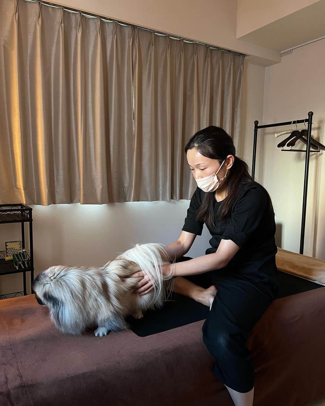 のインスタグラム：「【犬の施術🐶】 「うちの犬の施術をお願いできないでしょうか…！！ っていうのもてんかんが、今は薬で抑えてるのですが、年々薬じゃ抑えられなくなってて💦最近ほぼ毎日発作が出ちゃってるんです😭」  との依頼を受け。 ペットを飼ったこともなく近寄ったこともあまり無いが、「犬も人間と似たような骨格だしいけるんじゃないか？」と思い、受けてみることに。 （常連様のレスキューにつき！）  しかしタオルなどセットしてスタンバイするもまず何に驚いたかって、  「え、犬ってじっとしないんだ…！」 （↑このレベル😂）  人間の施術しか経験がなく、 赤ちゃんでも子供でも、ベッドには寝てくれるのでこの初体験には一瞬たじろぐ（いや、ちゃんと考えれば当たり前なんだが、動物に疎すぎて想像つかなかった😅）。  しかし不思議なもんで〝施術モード〟で触れるとワンコの動きが「ピタ！」と止まる！そしてまた動き出す⇆止まるを10分ほど繰り返したその後はコロリン、ぐーすか爆睡💤  用意していたベッドやタオルは結局使えずじまいだったけど、寝落ちした床でそのまま施術。  ーーーーーーー 〈てんかん発作とは〉 大脳の電気的な興奮が繰り返し起こるのが特徴で、発作時は脳内の電流が乱れ、脳波を測定すると異常な波（棘波・きょくは）が現れている状態を指す。 発作的に繰り返される全身性のけいれんや意識障害を主な症状とする脳疾患。 ーーーーーーー  事前にリサーチしたところによると、てんかんがあるワンちゃんはたくさんいるようです。そして発作の様子はヨダレを大量に垂らしながらビクビク痙攣し続けたり、その子によって症状は様々だけどもし自分が犬を飼っていて突然そんなことになったら心底心配だし死んじゃうんじないか！？ととても怖く感じるだろうなと思いました。  一般的に人間でも犬でもてんかんは〝原因不明〟かつ〝一生治らない〟病で治療法は無く、薬で発作を抑えるのみ。  実は私の祖母と父もてんかん持ちで薬を飲んでいますが実家を出てから聞いたことかつ発作を見たことがないため父にてんかんについて詳しく聞いたこともなく気に留めていませんでしたが、今回犬の施術を頼まれたことをきっかけに調べたところ、特に犬の飼い主の悲痛な声が大量に上がり、てんかんがとても大変な病であることを痛感しました。（ごめん父…）  さて、私の手技が果たしてワンコのてんかんに効くのか？ わかりませんでしたがモノは試し。 　 私の施術の中で99.9%の人が寝ちゃう技術があるのですが、 やってみたらなんとワンコも爆睡！そして寝てる間に人間と大体同じ様に施せたので「犬にも出来た！」 というのがまずはの感想なのですが、 どんな様子でやったか飼い主さん見たいだろうなと思い、施術の終わりがけに少し動画を撮って（画像4枚目）施術法を説明しながら見せたら  「この子が人に触れられたまま爆睡するとは信じられない！」と、ビックリされた。  そしててんかんの原因はコレじゃ？ という私の中でひとつ、確信めいた気付きが…！  まだ「n数1」でなんとも言えませんが、通常の骨格の動きと明らかに違う〝これは脳がバグるな〟と分かる異常部位を感知。  もしこれがビンゴなら世の中のてんかんは改善されるなぁ🤔もう少し実例を取れたらどこかに伝えてみよう（違うかもしれないし）。  気になるその後の症状は、  ーーーーーーー  ［施術4日後］ 施術後からてんかんをおさえる薬を一回3/4錠から1/2錠に下げて様子を見てます。 普段は気圧の変化が激しい日は必ず出てた発作が、そういう日でも、かなり軽めなのが少し出たかな？というのが2回ほどあったくらいで、あとは全然出てないです。 そろそろ薬ももう半分に減らしてもいいかなと思ってます✨ よくお水を飲むようになったかも？  ［施術2週間後］ 先週一回出たのを最後に最近すっかり発作が出なくなってて😳 預け先でもすぐテンション上がって興奮してたのが落ち着いたって言われました😳✨✨  ーーーーーーー  毎日の様に出ていたという発作が一回でこの変化！嬉しい！！ 来週2回目の予定なので、それでまたぐっと抑えられたら良いなぁ😳✨  そして人間であれ動物であれ、何がきっかけで未知の病や不調の治癒発見につながるかは分からないってこと、気付かされました。てんかんは人間にも動物にもあり、罹患数が多いのに不治の病。通常、医療現場で人間も動物も両方の治療に当たる人って居るの？あまり居ないよね🤔生き物としてどちらもやるからこそ、共通する可能性に気付ける事もあるかもしれない！医療従事者以外が難病の原因究明をすることってあると思う。  西洋医学、東洋医学、伝統療法、民間療法、人間の治療、動物の治療、etc.様々な領域がもっと協力できて、意見交換できて、共同研究出来るようになったら世の中の難病はもっと減らせるだろうな…  私もたくさんの可能性に気付ける施術家でありたい✊  歴16年。 私、犬もいけるのか…‼︎ と新たな境地を開かれたありがたい機会でした。施術家道、まだまだ精進できるなぁ！  #施術家活動記録 #てんかん #てんかん発作 #てんかん犬 #癲癇」