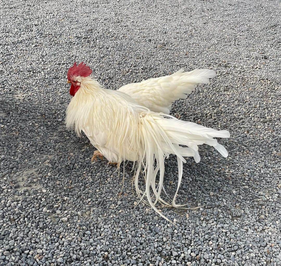 本間憲のインスタグラム：「カケコー、カケコー、カケコー♪  #神鶏 #遭遇」