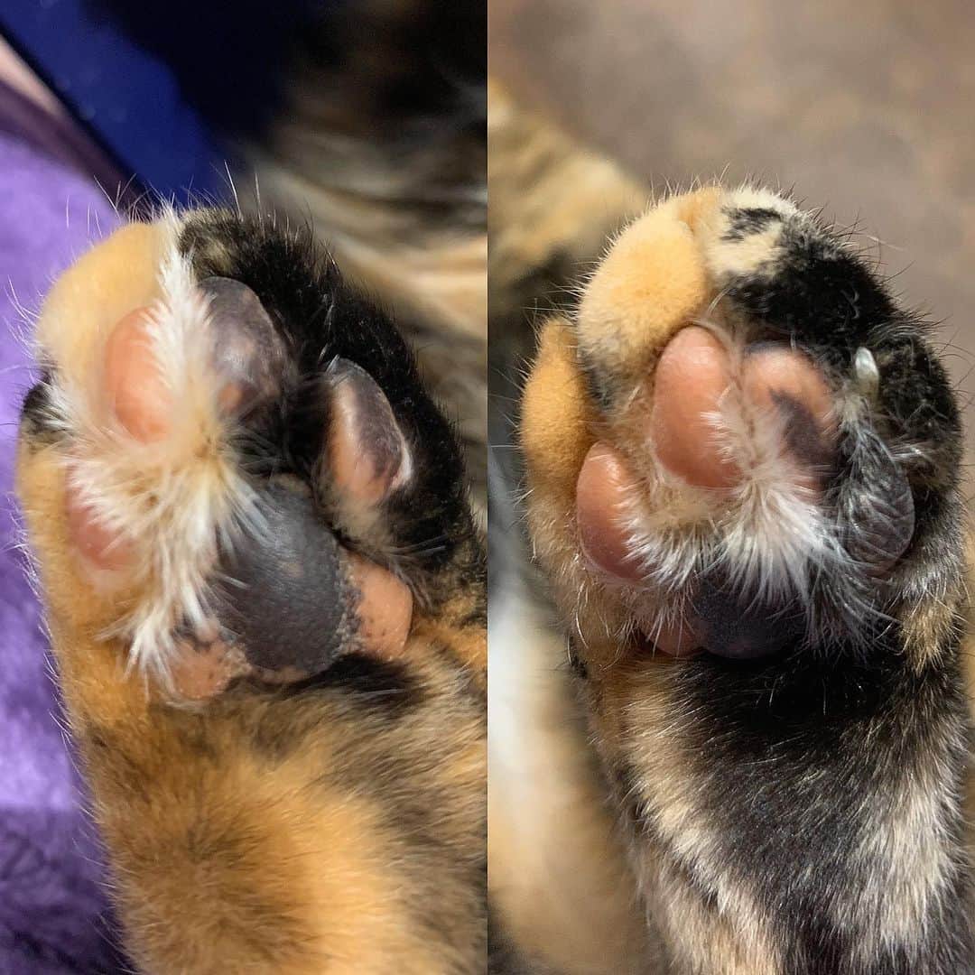 Venus Cat のインスタグラム：「Did you know that the fur on my feet and my toe beans are also half orange half black?  #toebeans #twofacecat #venus」