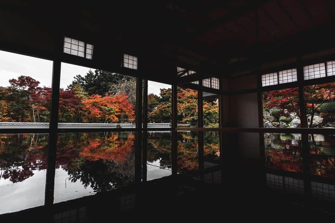 田村幸士さんのインスタグラム写真 - (田村幸士Instagram)「. 舞台『黒い虫』が終わって１週間。 ようやく普通のリズムに戻ってきた。 . みなかみ町からの帰りに立ち寄った宝徳寺の紅葉。 植物は「こうしたい」や「ああなりたい」という我を持たず、気温など周りの環境に全てを委ねて”生きる”リズムをとる。 だからそこに存在しても違和感がなく美しく力強い。 目の前に起きる状況を全て受け入れて委ねる。そんな勇気を持てたらいいな。 . . . . . . . . #photo_jpn #wu_japan #jp_gallery #tokyocameraclub #lovers_nippon #japan_vacations #best_japan_photos #unknownjapan #japanfeatured #japantravel #japaneseculture #japanesebeauty #autumnleaves #autumncolors #autumnvibes #japanesetemple #gunma #gunmapics  #宝徳寺 #群馬 #群馬観光 #紅葉 #紅葉スポット #紅葉狩り #床もみじ #秋の風景 #日本の風景 #日本の絶景 #日本の景色 #日本の美」11月16日 15時47分 - kojimg