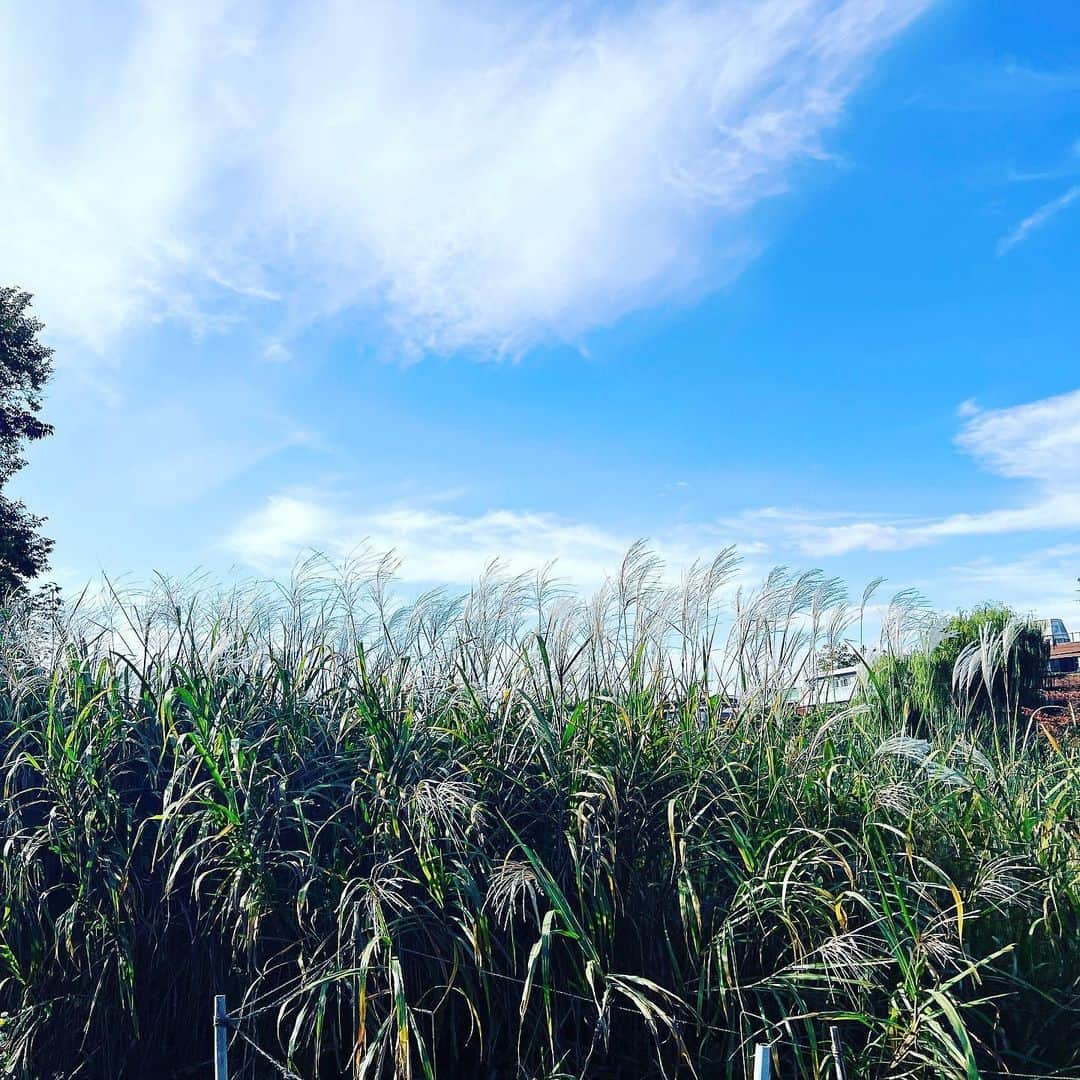 高田有紗さんのインスタグラム写真 - (高田有紗Instagram)「週末に公園にふらりふらり🐈🐾  石神井公園は、デートしてるおじいちゃんおばあちゃん多かった🥰  推し🎹がライブにゲスト出演してて、主催の方全く知らないのに駆けつけるという鋼のハート🤤笑  ひとりでずっとにまにましてる怪しいファンかましてきた!❤️‍🔥  #石神井公園 #デートスポット #デートにおすすめ #推し活日和 #都内散歩 #散歩スポット #公園巡り #公園デート #街ぶら #紅葉スポット #芸術の秋」11月16日 19時05分 - arisatakada.album