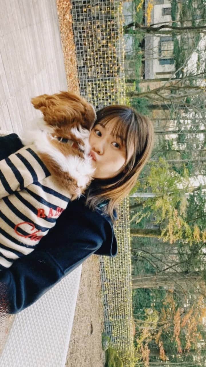 のインスタグラム：「私の最大の癒し𓂃🐶 . #キャバリアキングチャールズスパニエル #キャバリアブレンハイム#cavalier#cavalierkingcharlesspaniel #dog#family#캐벌리어킹찰스스파니엘#fujidog#キャバリア部 #cavalierblenheim」
