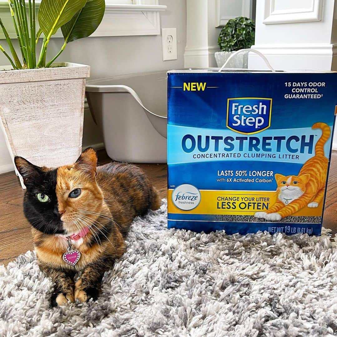 Venus Cat のインスタグラム：「#ad @freshstep Outstretch litter absorbs 50% more & lasts 50% longer*. With Febreze freshness and 6x activated charcoal, this litter controls odors for a longer period of time* - which makes the humans in our house happy. 😺😁 *vs Fresh Step Multi-Cat. Certain trademarks used under license from The Proctor & Gamble Company or its affiliates. @influenster #catsofinstagram #catlife」