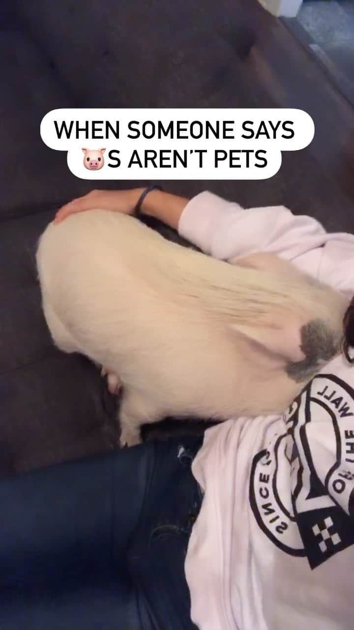 のインスタグラム：「Hamlet is more than a pet. She is a service animal. Hamlet alerts me of seizures before they occur. 💜 She will squeal until I am seated in a safe area. Then, she will typically lie on my lap or under my arm. #epilepsyawareness #neam2022 #seizurealertdog #myneamaction  🔺Disclaimer🔺: This is my experience as an epilepsy warrior. For more information about epilepsy or ways to receive help, please go to https://www.epilepsy.com  #epilepsy #seizure #seizures #seizureawareness #seizurefirstaid #seizureawareness #epilepsywarrior #localclarksville #clarkvilletn #visitclarksvilletn #downtownclarksville #tennessee #abcfamily #dodo #creatorgrams #pigsofinstagram #instafluff #peoplemagazine #servicedog」