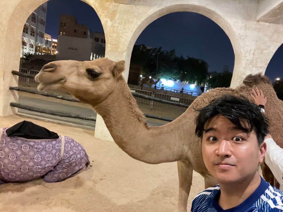 フジテレビアナウンサーのインスタグラム：「⚽️ FIFAワールドカップのためドーハで取材中の藤井です！  取材していたらラクダがいっぱい。 「なんでも撮って良いよー」というご主人、ステキです。  #ラクダの毛は意外とかたい。 #だけどコブのところはモフモフ #そしてまつ毛が超ロング #うつくしや #カタール #ドーハ」