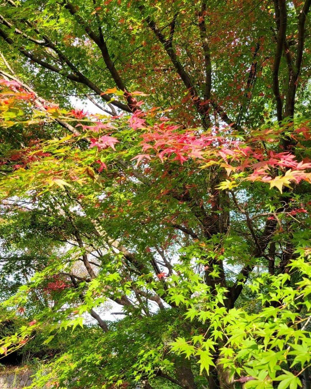 のインスタグラム：「近所の紅葉  綺麗〜♪」