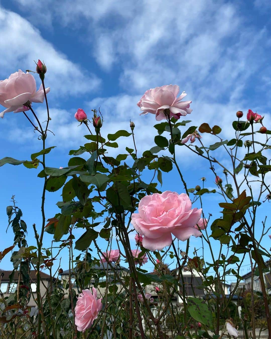 林えみりさんのインスタグラム写真 - (林えみりInstagram)「なんだかふと、 今まで自分が心の中で 子どもの頃からずーっと やってきたことに対して見つめ直すタイミングが来ました。  今覚えばあれは、傷付いていたんだなと。  だけど、幼かった私はそのことにも気付かず 何が何だかわからないまま　 日々は過ぎていき、 何か心の中に抱えていても 見ないフリをして　笑って平気なふりをして 誤魔化してきたんだなぁ。  痛いところは　誰だって自分では触りたくないですものね。　  傷付いたことを見ないフリして、 触らずにそっとして　 そっとしたまま過ごして また何かあっても　傷付いたまま、 平気なふりをずーっとしてきていたんだなぁ わたしがんばっていないようで めっちゃがんばっていたんだなあ　と気づきました。  生まれた時のやわらかいまま 本当は人間はやさしいものなのだなと思います。  どんな人だって絶対やわらかく　やさしいものだったはずなのです。  だけど、生きていくにつれて まず母親から生み出されるときに 引き離されるトラウマを誰もが負って  そのあとも、きっとこうだったはずなのに… という世界がが叶えられなくて 知らず知らずのうちにみんな傷付いていて。  やわらかく　やさしい　純粋ないのちは だんだんと自分を守る　鎧を創っていきます。  生まれた時から　癇癪持ちの子なんて ほんとうはいないし、 戦争を起こしたかった子もいないし 人を殺めたかった子も ひどい言葉を人に向けたい子も ぜったいに　いなかったはずです。  人間が何か行動を起こすときは かならず、心の中に何かあるのです。  人は何もないところから 行動は生まれないそうです。  その“痛み”に気付いて 癒してあげられるのはやはり、 自分自身しかいないのですね。  みんな　本当はやさしくて  優しいから　傷つきたくなくて  誰かを、傷つけたくもなくて。  だからこそ、苦しくなってしまう時があるんですよね。  お互いの優しさを　あなたのためと言って 相手に押し付けあっている状態です。  みんなで押し付け合い。笑 特に家族の中で多いのではないでしょうか。  私もよくやってしまっていますし、 やられてもいます😂  みんなやわらかいまま 鎧をつけて その人なり絶妙なバランスでなんとか保って 一生懸命　歩いているんだなと 気付いた時、愛しさしかありませんでした。  ここはたくさんの愛に溢れていたんだなあ。  みんなの存在自体が愛なんだから  本当のほんとうは　  ここは　優しい世界なんだなあと。  “気付く”というのは 本当に大きな一歩です✨  中に何があるかに気づいたら そっと受け止めて、自分で自分を抱きしめる。  何かを変えようとしなくてよくて そのままを、まず、受け止める。  自分で自分自身を責めるなんてことほど 残酷で、無意味なものはないですね。  私もよくやってしまいますが すぐに切り替えたいものです✨ なんでもすぐは出来ないので 筋トレのように日々思考の練習です🌍🌱  #selflove #メンタルモデル#癒し#セルフヒーリング #気付き#インナーチャイルド」11月17日 21時44分 - emiri_konatsu