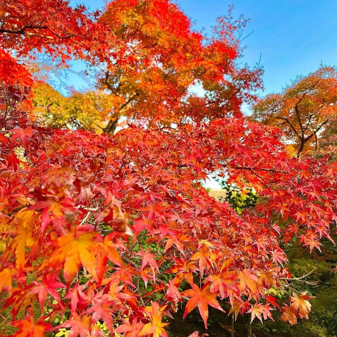 小池美由さんのインスタグラム写真 - (小池美由Instagram)「🍁🍂🌝　 　 紅葉がいい感じ 　 最近、暴飲暴食しすぎて お肌の治安が悪すぎる😬 　 やる気だして気をつけて生きよっと🥷 　 　 明日からの冒険楽しみすぎてやばいです ずっと冒険してたい ポケモンマスターになりたい🔥  #紅葉　#京都 #kyoto」11月17日 17時25分 - kkkkkoike