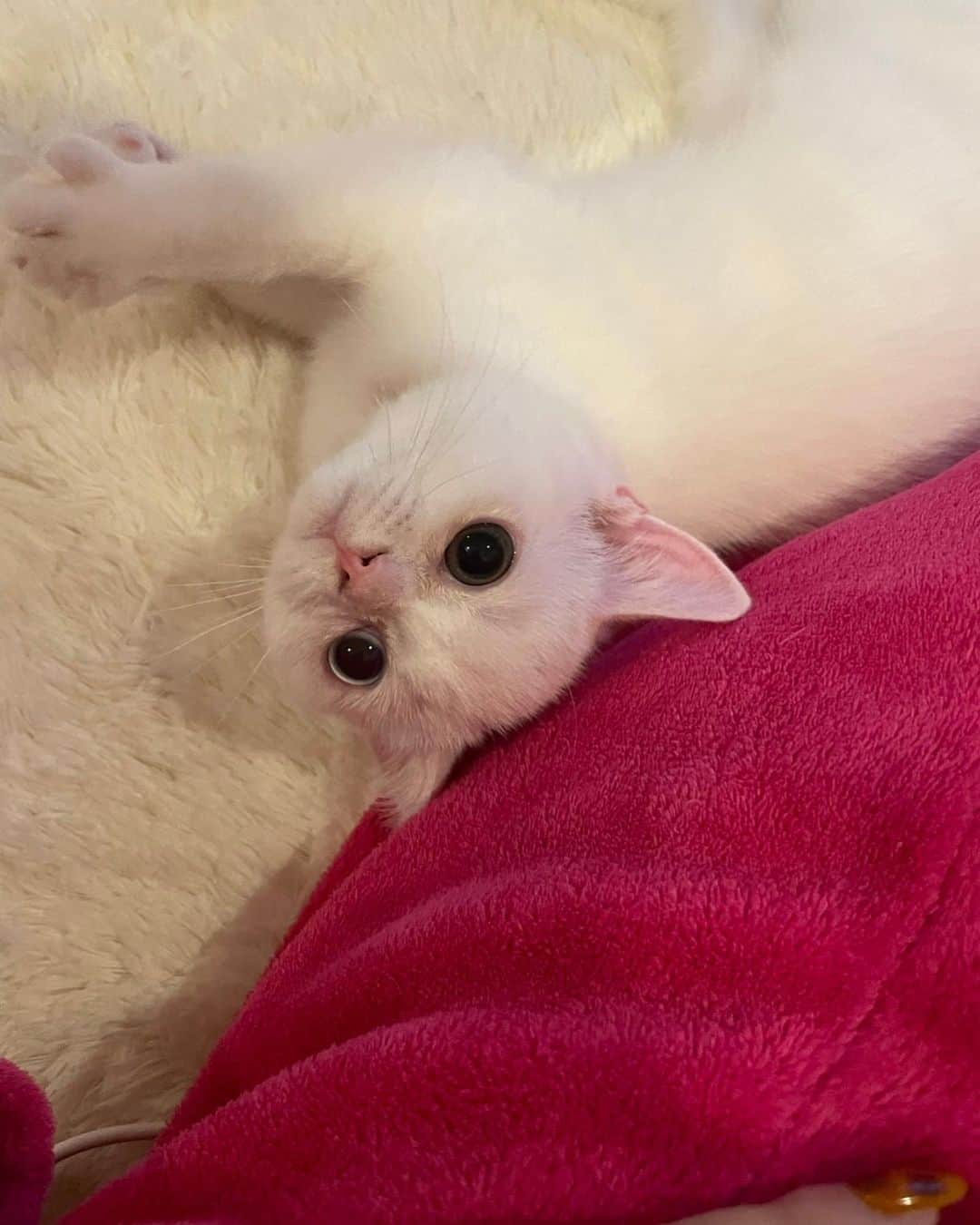 冬城めぐみのインスタグラム：「ハイタッチ🙌🏻  #猫 #スコティッシュフォールド #スコティッシュフォールド立ち耳 #白猫 #オッドアイ #ミルク #メグミルク #キャバ嬢 #新宿 #歌舞伎町 #六本木 #錦 #中洲 #北新地 #ミナミ #instagram #like4like #l4l #札幌#follow4folow #f4f #followforfollowback #likeforfollow #likeforlikes #likeforlikeback #いいね返し」